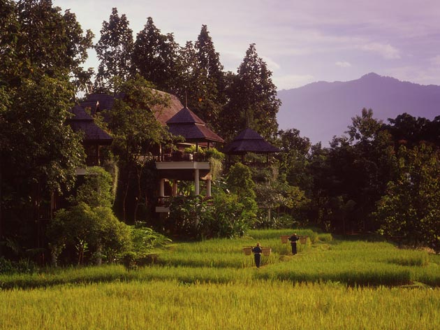 Chiang Mai Condominiums. Rice fields at adjacent Four Seasons Resort